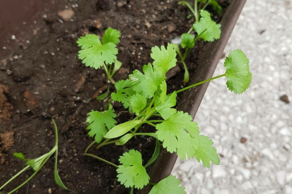 Care soil cilantro plant