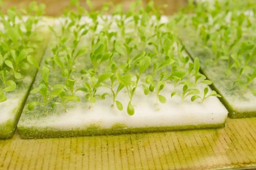 Do You Need Special Seeds for Hydroponics?