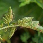 Can Spider Mites Live on Humans?