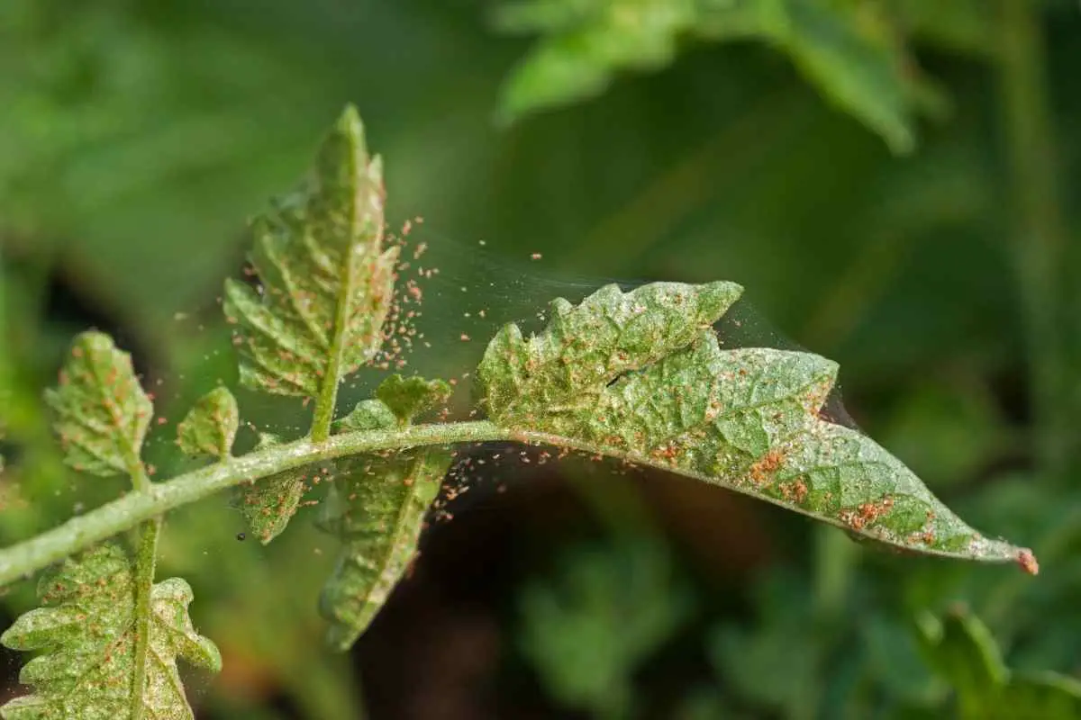 Can Spider Mites Live on Humans? Do They Bite?
