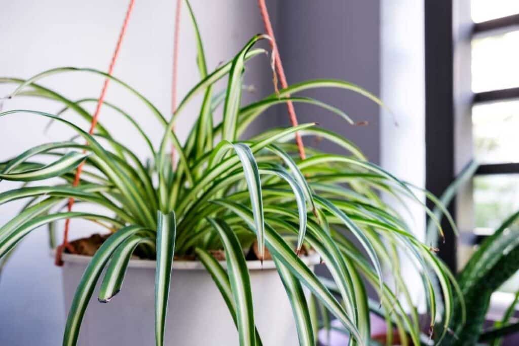 Spider plant in toilet