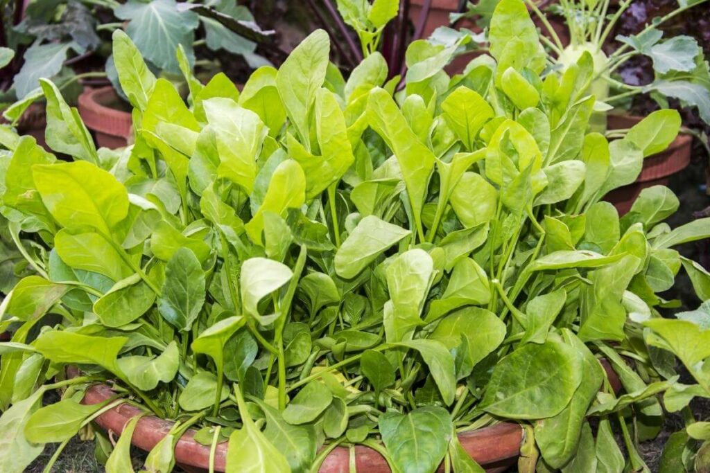 You can Grow spinach hydroponically