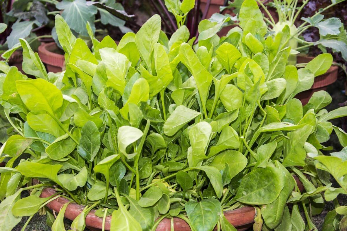 How to Successfully Grow Spinach Indoors Gardenia Organic