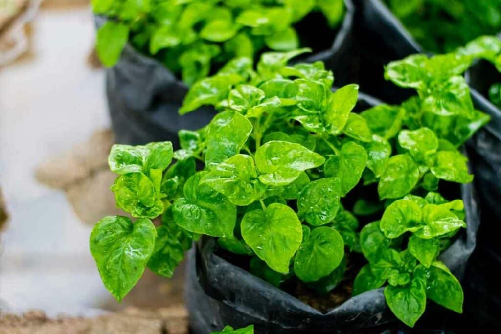 Spinach indoors growing in pots