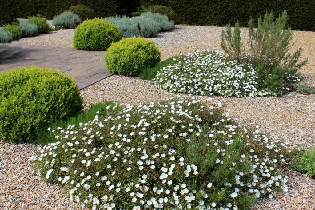 Spreading gravel in a garden