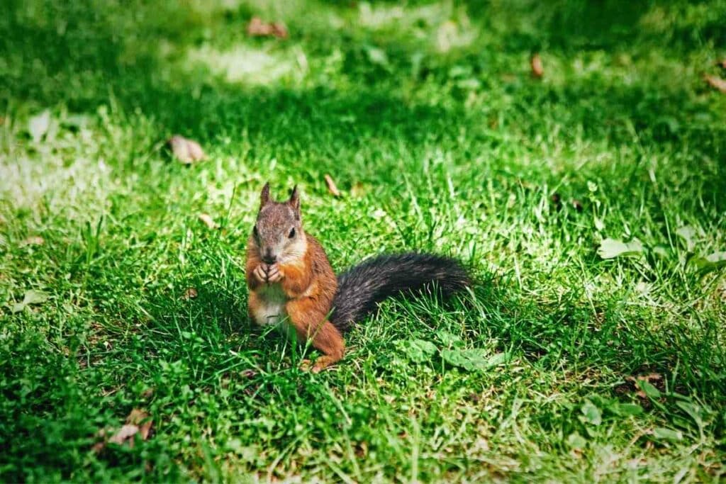 Squirrel eat Gladiolus Bulbs