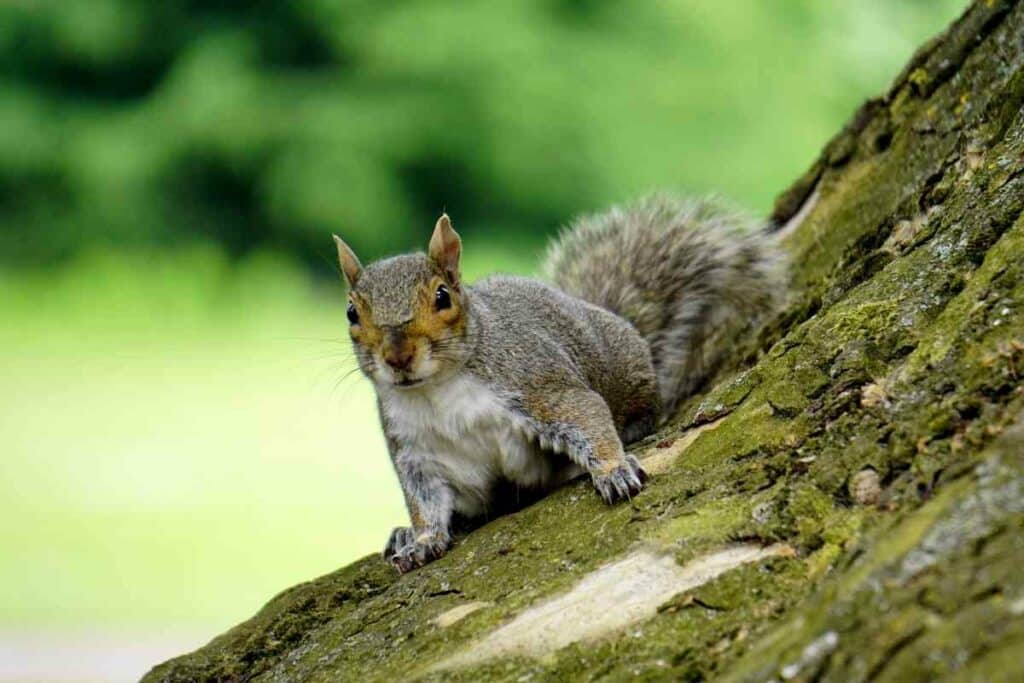 Squirrels on a tree