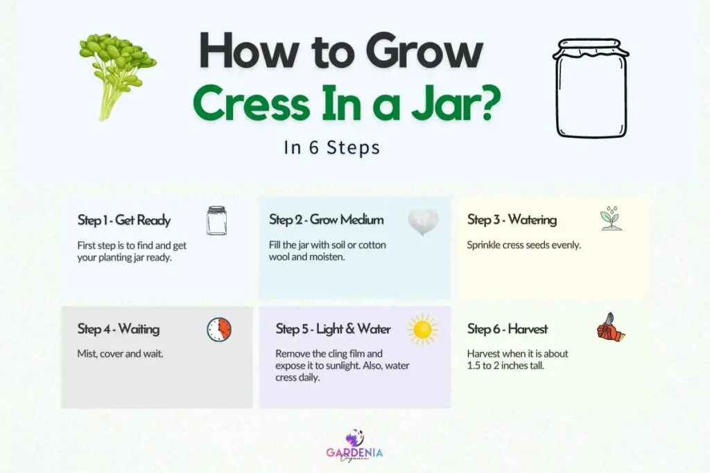 Steps for growing cress in a jar