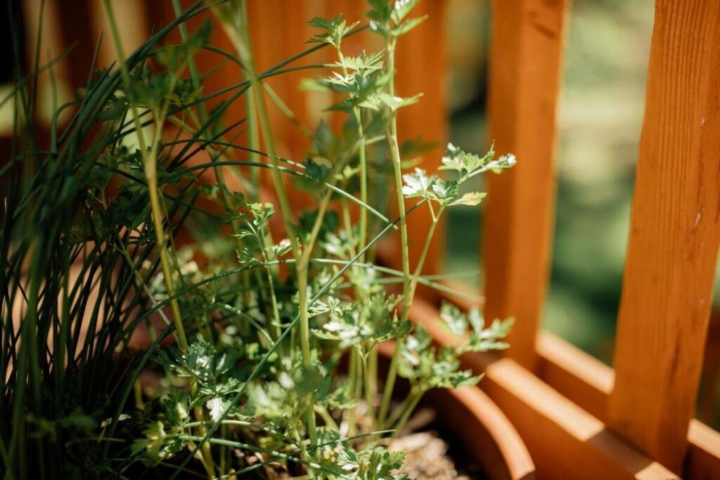 Cilantro bolting process