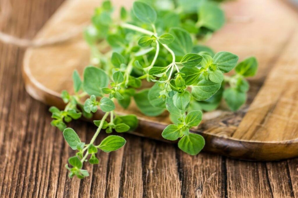 Storing oregano after cutting