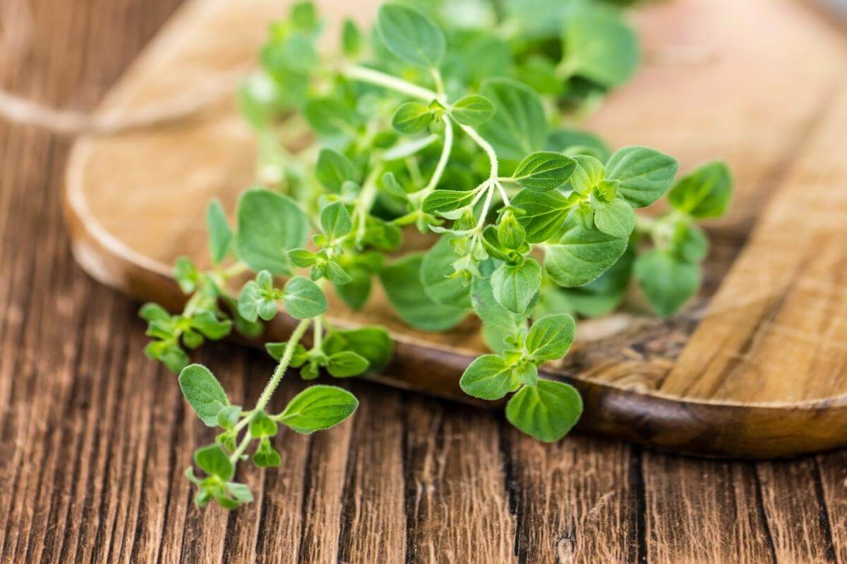 How to Harvest Oregano without Killing the Plant Gardenia Organic