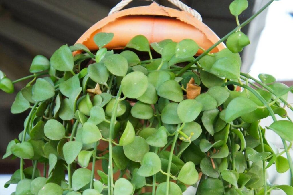 String of Nickels plant