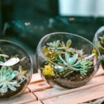 Succulent Bowl Planting Design Ideas tips