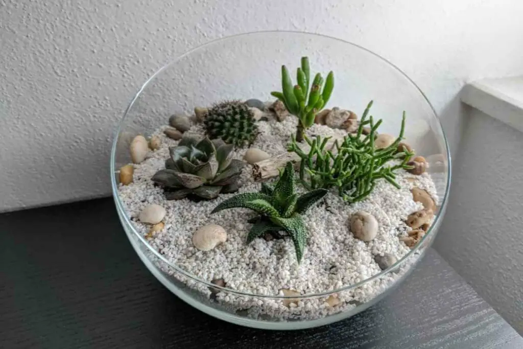 Succulents bowl design idea
