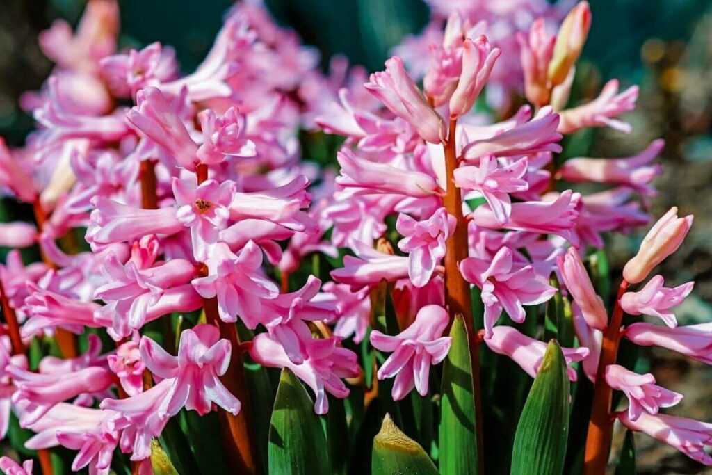 Summer Hyacinths plant