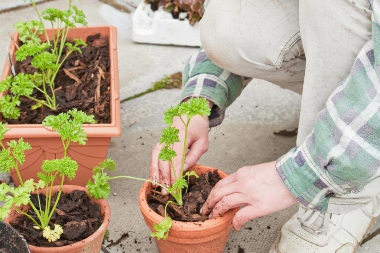 Herbs Light Requirements Guide Natural vs Artificial Light Gardenia