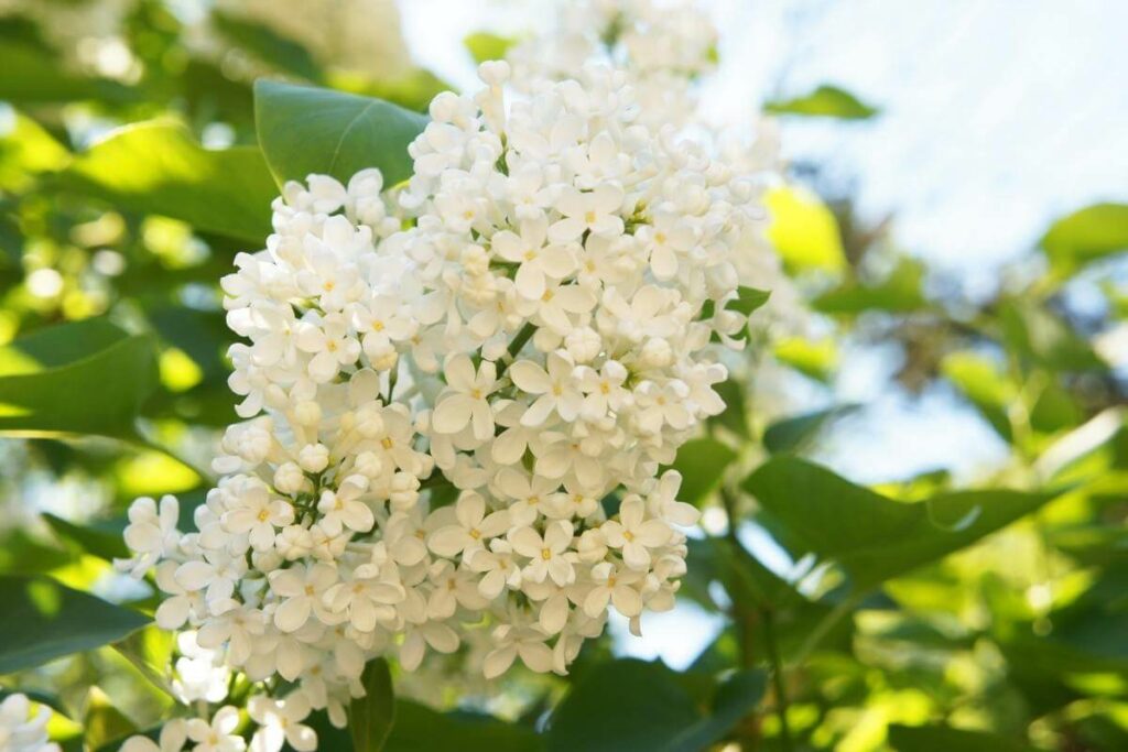 Syringa Reticulata flower tree