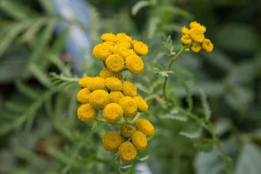 Tansy repels flies