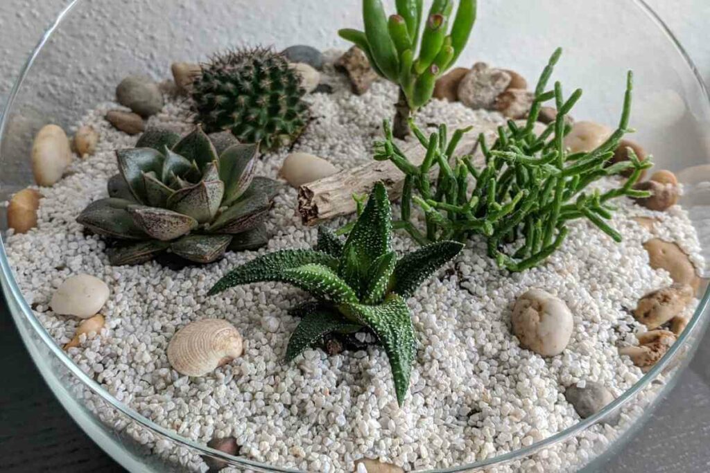 Terrarium succulents design idea