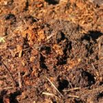 Tips on testing compost quality
