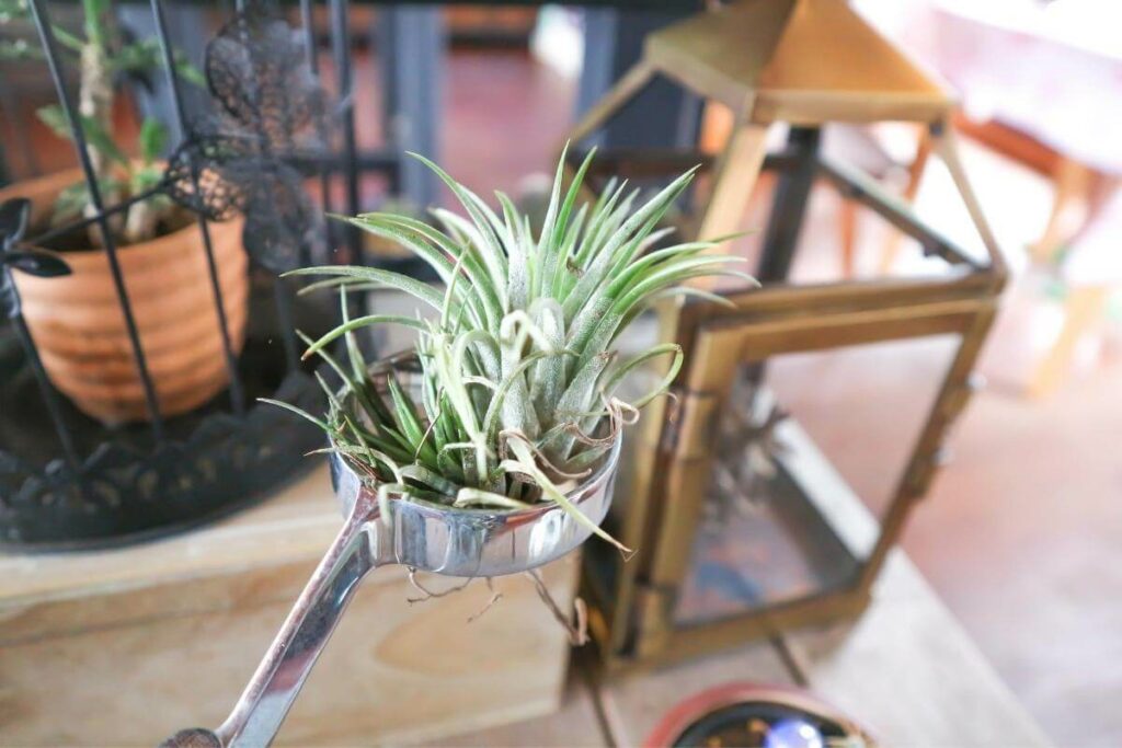 Rare and Exotic Terrarium Plant Tillandsia