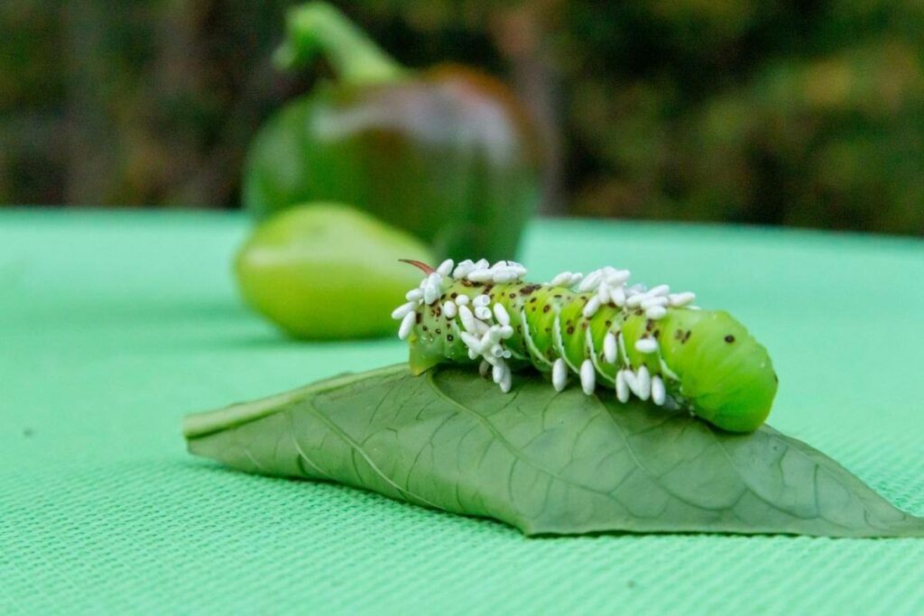 Tomato Hornworm targeting other plants