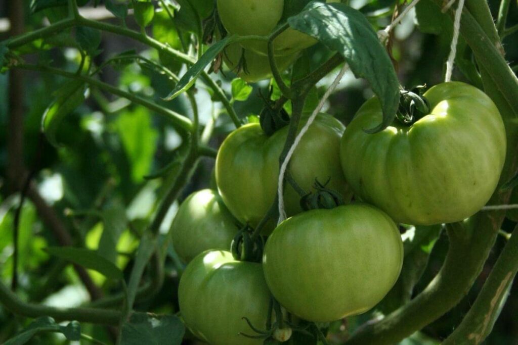 Tomatoes grown hydroponically