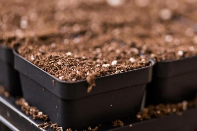 Can You Use Coco Coir as Soil? Coco Coir vs Soil Gardenia Organic