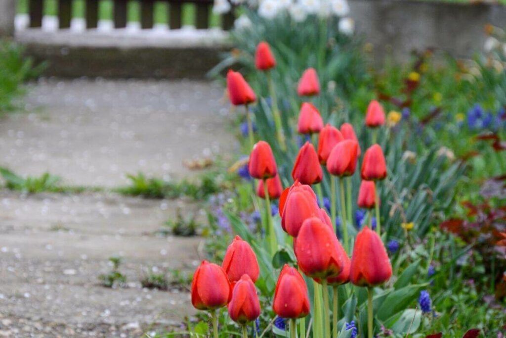 Tulips plant