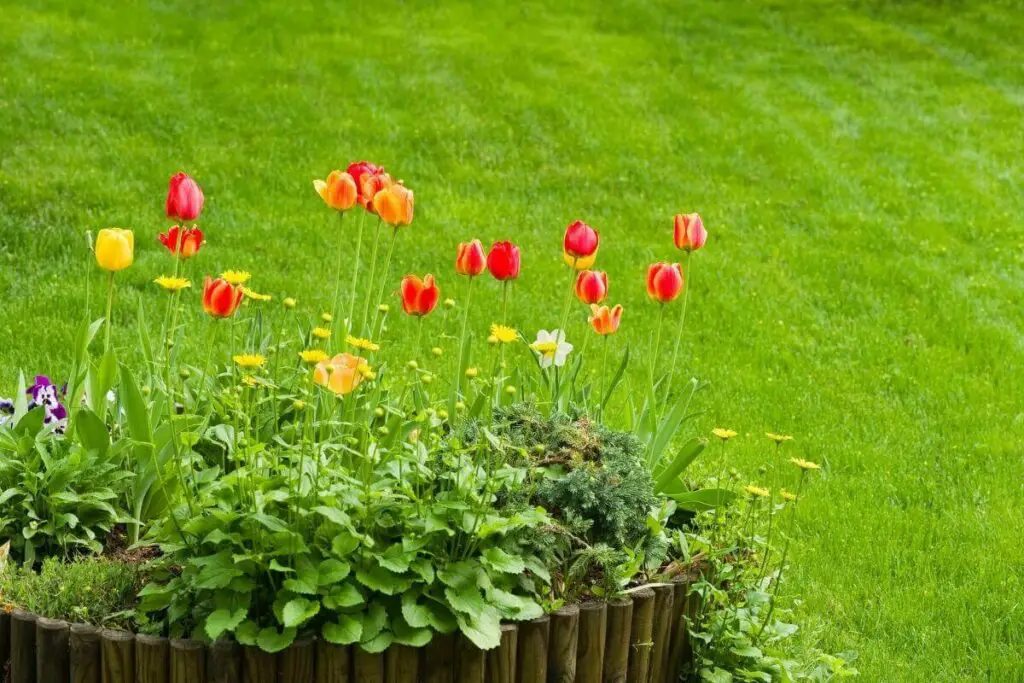 Tulips plant in backyard