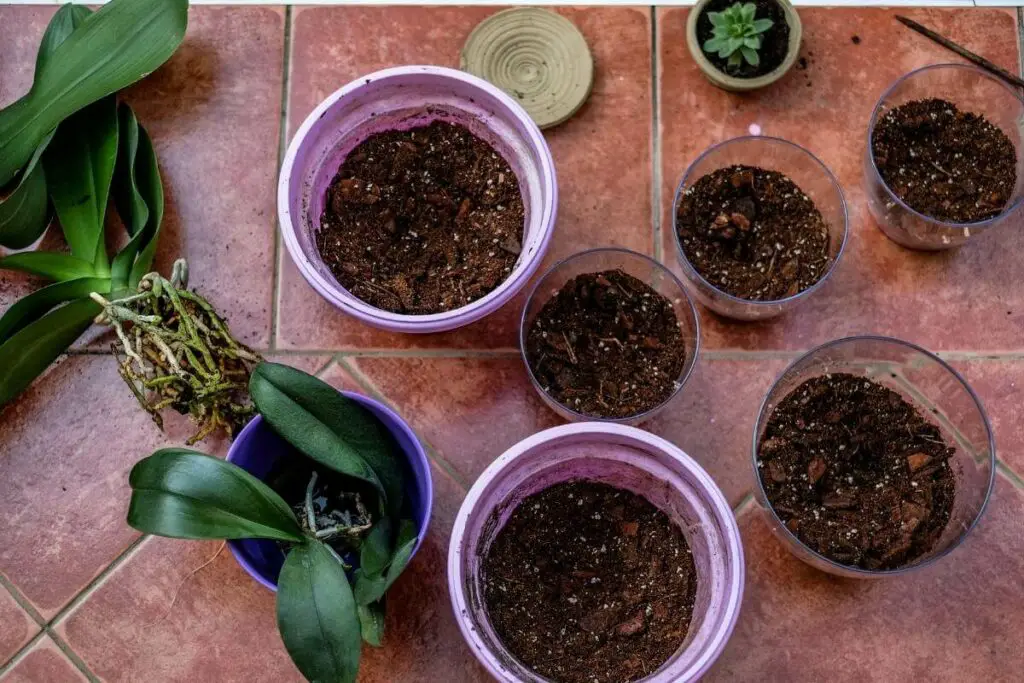 What Kind of Mulch Is Best for Potted Plants?