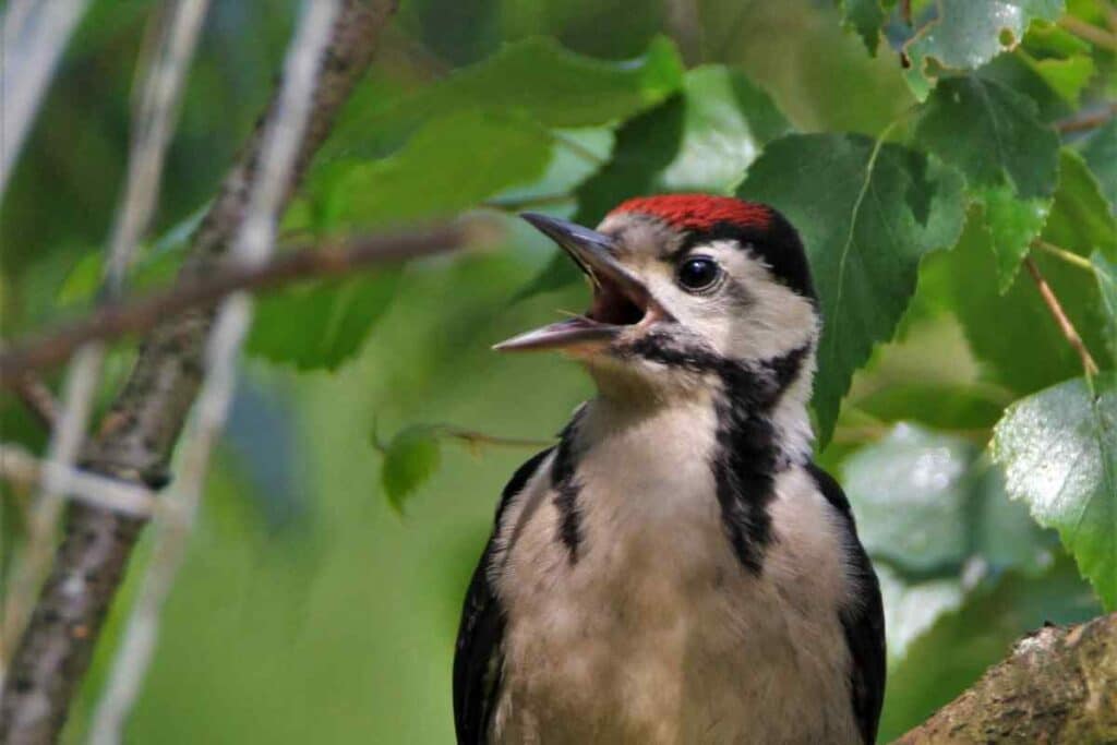 Types of Woodpeckers in Missouri