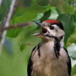 Types of Woodpeckers in Missouri