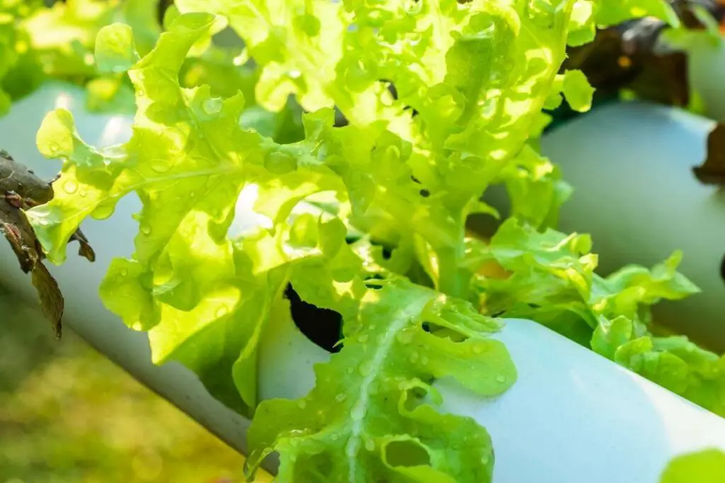 What Vegetables Can Be Grown Hydroponically?