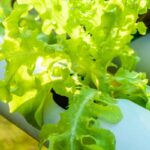 What Vegetables Can Be Grown Hydroponically?
