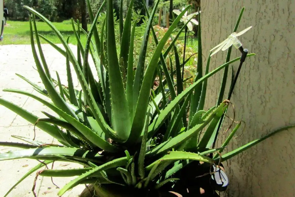 Do You Water Aloe Vera Plants from Top or Bottom?