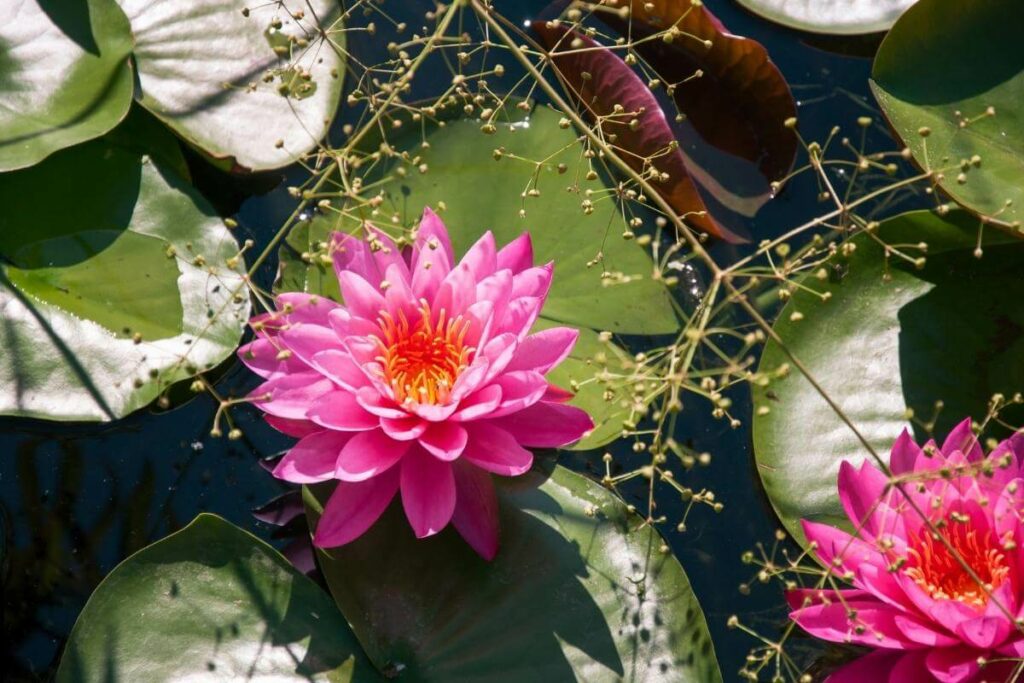 Attract dragonfly with Water lily in your pond