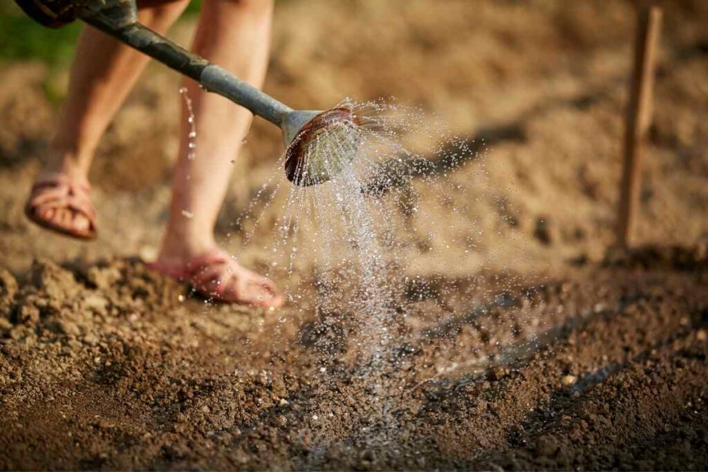 Watering grass seeds properly