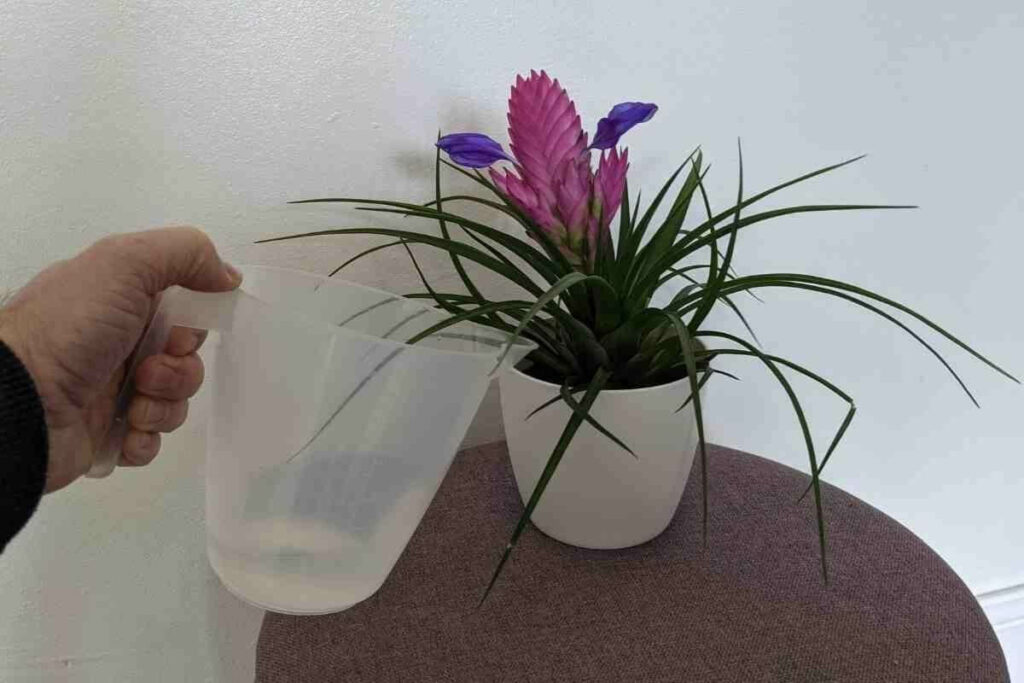 Watering pink quill plant inside