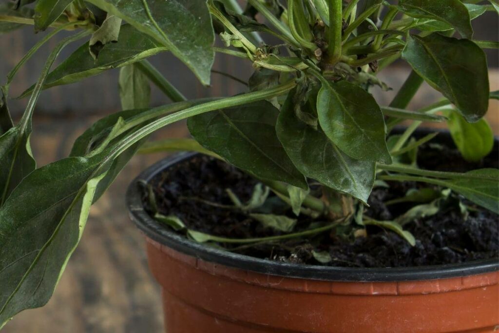 Watering Shishito peppers in pots