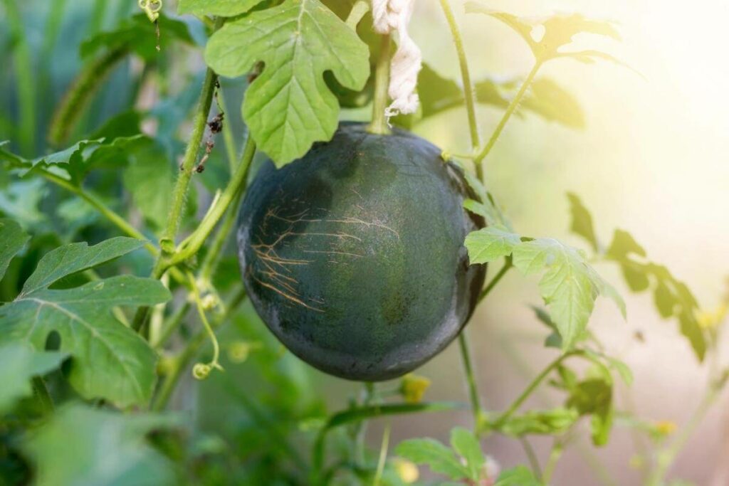 Watermelons in hydroponics