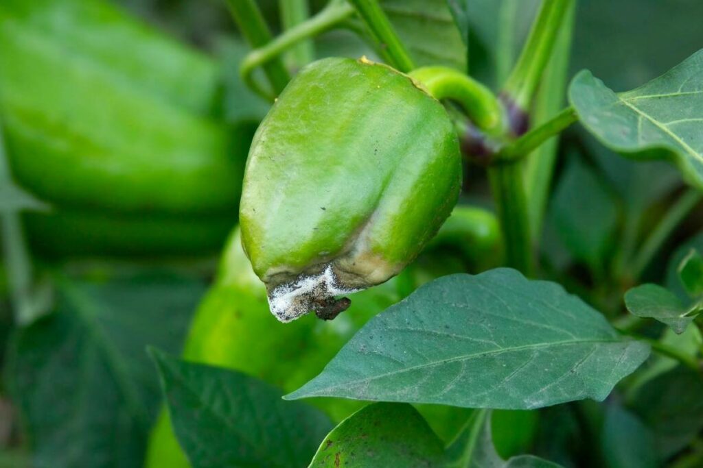 Sick bell peppers