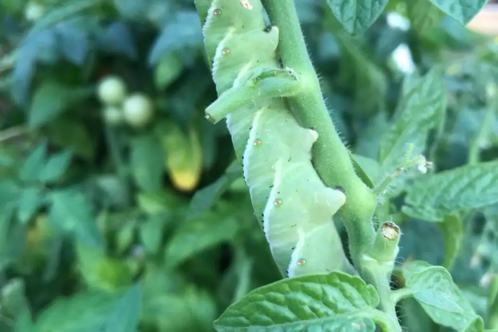 Just What Exactly Are These Tomato Hornworms?
