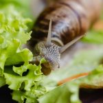 What Do Snails Eat Featured Image