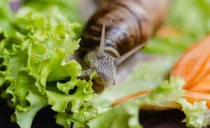 What Do Snails Eat?