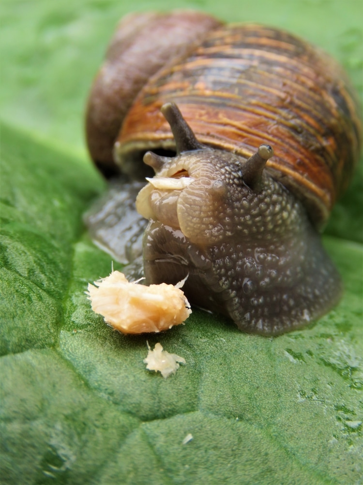 What Do Snails Eat?