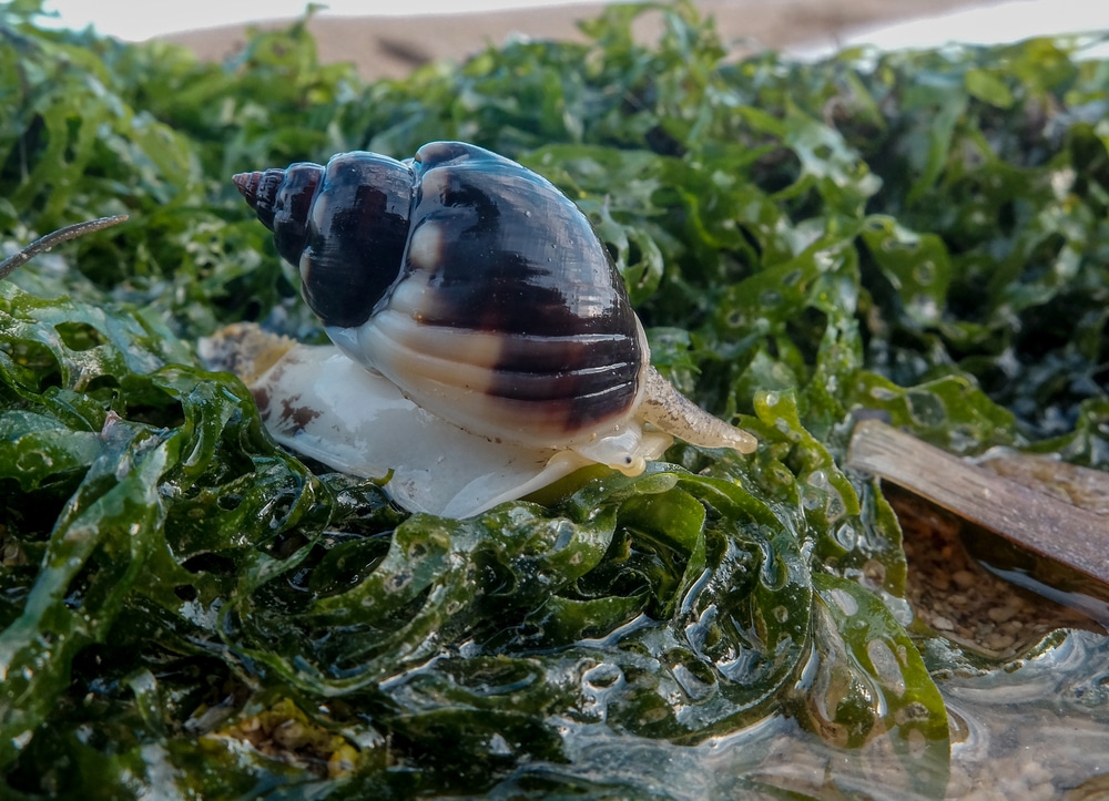 Snail Habitat And How It Affects Diet Preferences