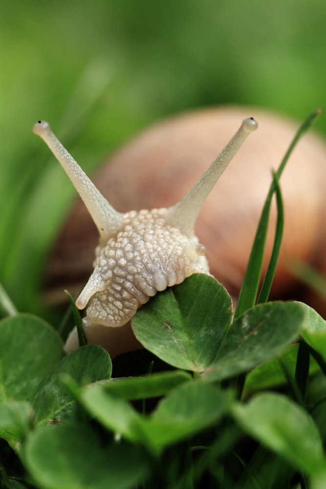 Snail Diet In The Garden