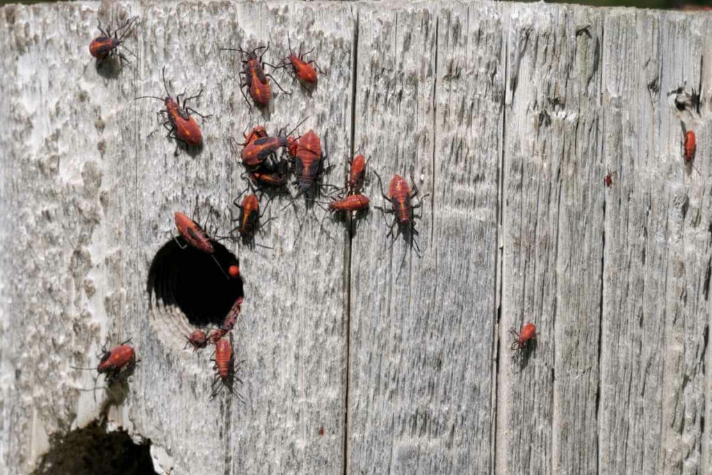 Boxelder bugs bite or not