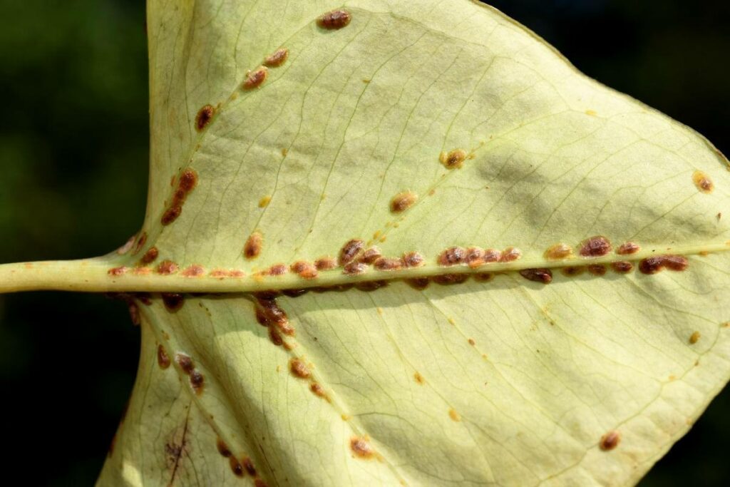 What Are Scale insects?